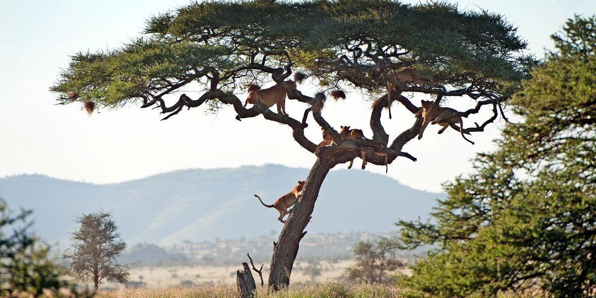 Lions in Serengeti National Park